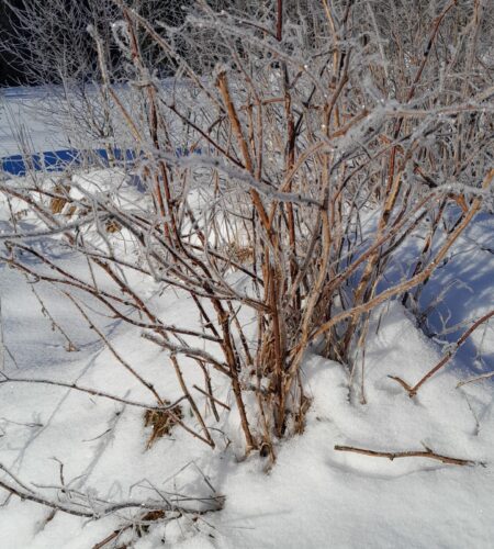 Mrazivý únor v Beruškách