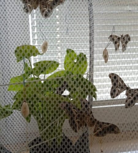 Měsíc máj – Beruškám ráj